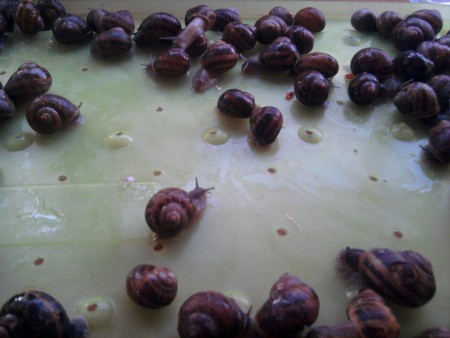 CRIA DE CARACOLES